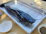 Sumeček africký grilovaný v trojobalu