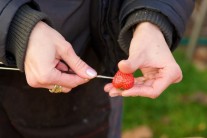 Recept na ovocný špíz s čokoládovou omáčkou