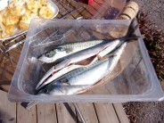 Recept na uzené makrely