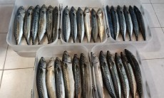 Solný lák na uzení ryb