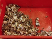 Recept na v&aacute;nočn&iacute; sal&aacute;m z dom&aacute;c&iacute; ud&iacute;rny