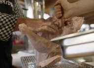 Recept na krůtu grilovanou v majon&eacute;zov&eacute; krustě