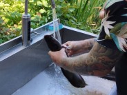 Recept na uzen&eacute;ho sumečka africk&eacute;ho