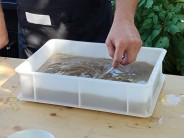 Recept na uzen&eacute;ho sumečka africk&eacute;ho