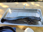 Recept na uzen&eacute;ho sumečka africk&eacute;ho