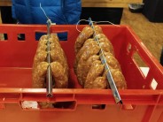 Recept na dom&aacute;c&iacute; pikantn&iacute; paprikovou klob&aacute;su