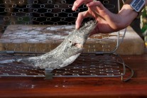 Recept na platýse na grilu